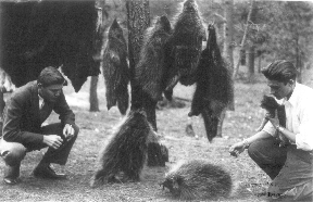 porcupns